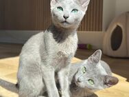 Reinrassige Russisch Blau Kitten mit Stammbaum - Ingolstadt