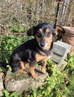 Catalina - wartet in 74535 Mainhardt - Oberwies