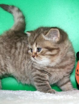 Das BESONDERE !! Britisch Kurzhaar Babys in Chocolate-silver-Tabby u. Cinnamon-silver Tabby sowie in Cinnamon-Tabby!! - Köln