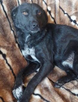 Frida liebe freundliche kleine Hündin - Remagen