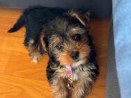 Yorkshire Terrier Welpen in liebevolle Hände abzugeben - Sulzbach (Saar) Zentrum
