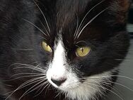 EKH Kater 1,2 Jahre Freigänger Katze abholbereit - Singen (Hohentwiel)