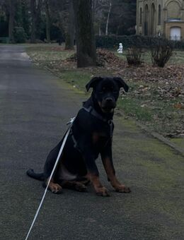 Rottweiler rüde - Berlin