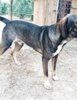 Vermittlungshilfe! Für Louis - Oberhausen