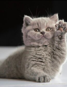 Britischkurzhaar - Nordhausen