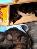 Schäferhund Mix in 38518