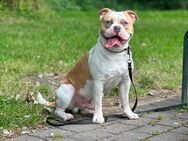 Old English Bulldog - Köln