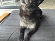 Chihuahua/Spitz Dame 2,5Jahre abzugeben - Iserlohn