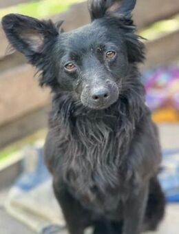RUDI (*2023) sucht ein liebevolles Zuhau - Landau (Pfalz)
