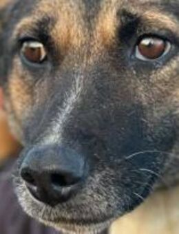 Elli ist eine sanfte Hündin 🐾 - Elsdorf (Nordrhein-Westfalen)