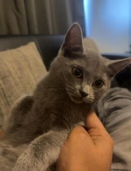 Kitten - Essen