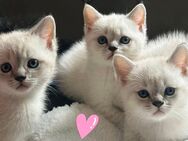 4 süße BKH Katzenbabys - Wallmenroth