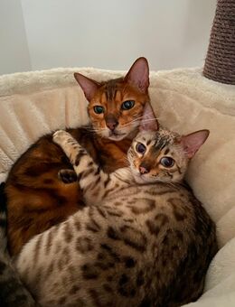 3 Bengal Katzen - Hannover