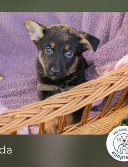 Vada: Hundekind sucht ein Zuhause - Kirchzell
