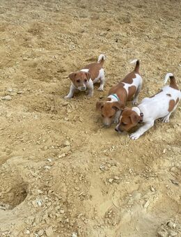 Jack Russel Welpen - Dingelstädt