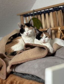 2 Wundervolle Glücks Katzen abzugeben - Menden (Sauerland)