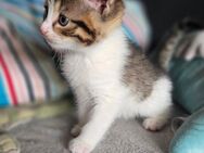 BKH Kitten - Cappeln (Oldenburg)
