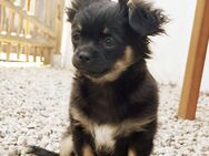 Chihuahua Hündin Welpe Black&Tan langhaar auszugbereit - Selfkant