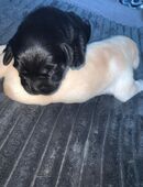Leopard labrador in 49846