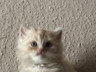 Super süßen BKH Kater - Hamm