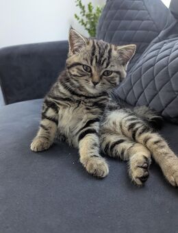 BKH Kitten-Mix - Bielefeld