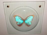 Bild Glasbild Schmetterling Falter Morpho ? blau türkis 20 cm - Augsburg