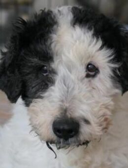 PIPO - sucht einfühlsames Zuhause - Kallmünz