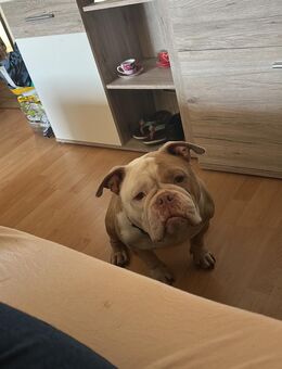 Alia sucht zuhause - Glandorf