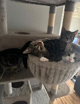 EKH Kitten - Krefeld