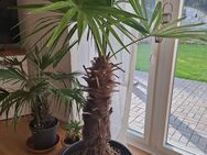 Pflanzen Palme ca 2 meter hoch - Hüllhorst