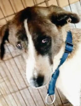 Die hübsche Mama Lena sucht ihr Glück - Sehnde