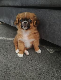 Pekingese abzugeben - Moormerland
