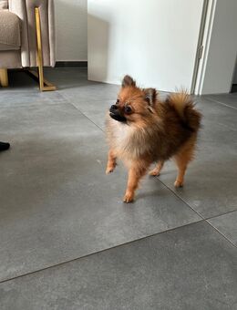Pomerania mini Spitz sucht Familie - Rottenburg (Neckar)