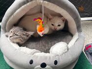 2 Hübschen babykatzen 3 Monate alt - Essen