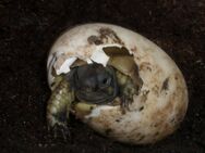 Nachzuchten Griechische Landschildkröte in liebevolle Hände abzugeben - Zeulenroda-Triebes