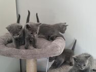 Reinrassige Kitten, Russisch Blau, Russian Blue - Speicher