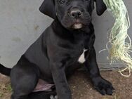 Presa Canario x Cane Corso - Möllenbeck (Landkreis Mecklenburgische Seenplatte)