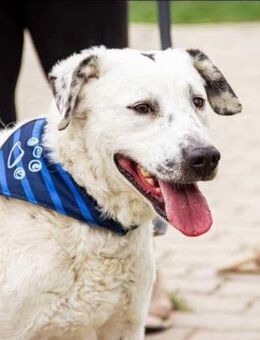 Dallas von kettenlos - Bollingstedt