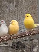 Kanarien Kanarienvögel rot gelb orange weiß gescheckt bunt in 01844