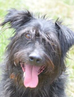 Elmo - verschmust und freundlich - Lohmar