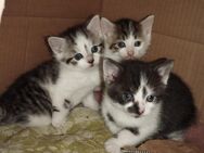 Babykatzen, Katzenbabys, Kitten - Neuss