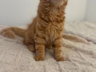 Siamkitten nur in liebevolle Hände - Hamburg