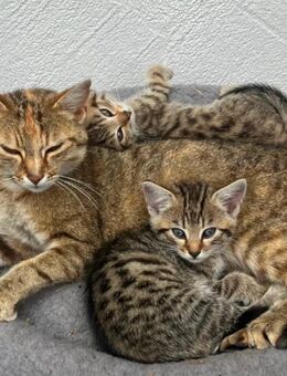 Katzen, Kätzchen, Kitten - Schongau