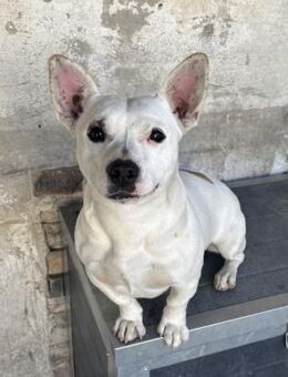 SZENDIKE - BRAUCHT RUHIGE MENSCHEN - Nörten-Hardenberg