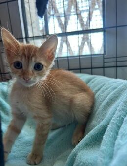 Whiskey aus dem Tierschutz - Grevenbroich