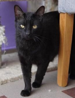 ❣️Verschmuster 😻 Valentin❣️ - Eislingen (Fils)