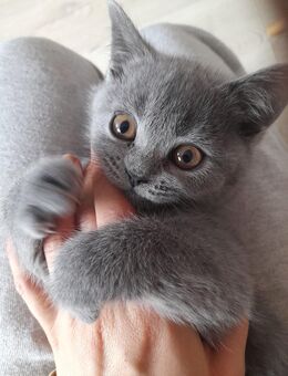 Wunderschönes Bkh Kitten Mädchen blue - Alsdorf (Nordrhein-Westfalen)