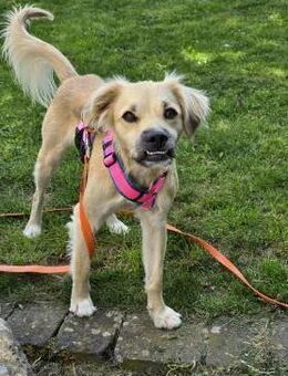 Toller Familienhund sucht ein Zuhause - Arnsberg