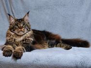 Ein hübscher Maine-Coon Kater mit Stammbaum - Mammendorf