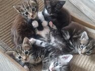 Maine Coon Kitten Mix - Grimma